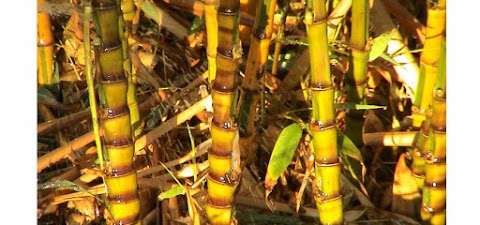 Photo: Hillside Bamboo Nursery